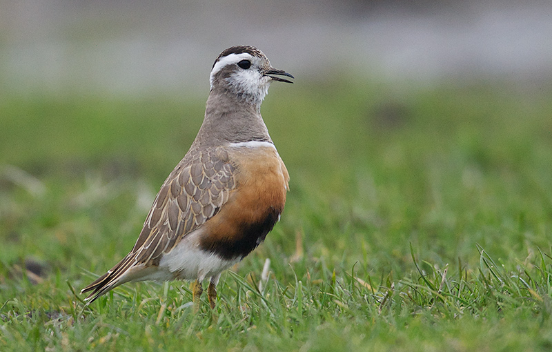 Boltit - Eurasian dotterel (Charadrius morinellus) female.jpg